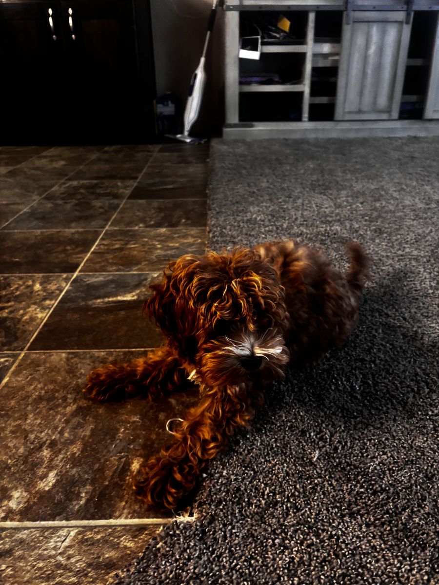 4 month female tiny cockapoo