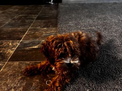 4 month female tiny cockapoo