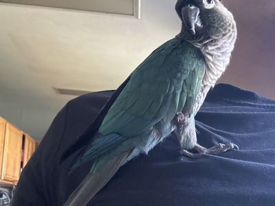 Green Cheek Conure