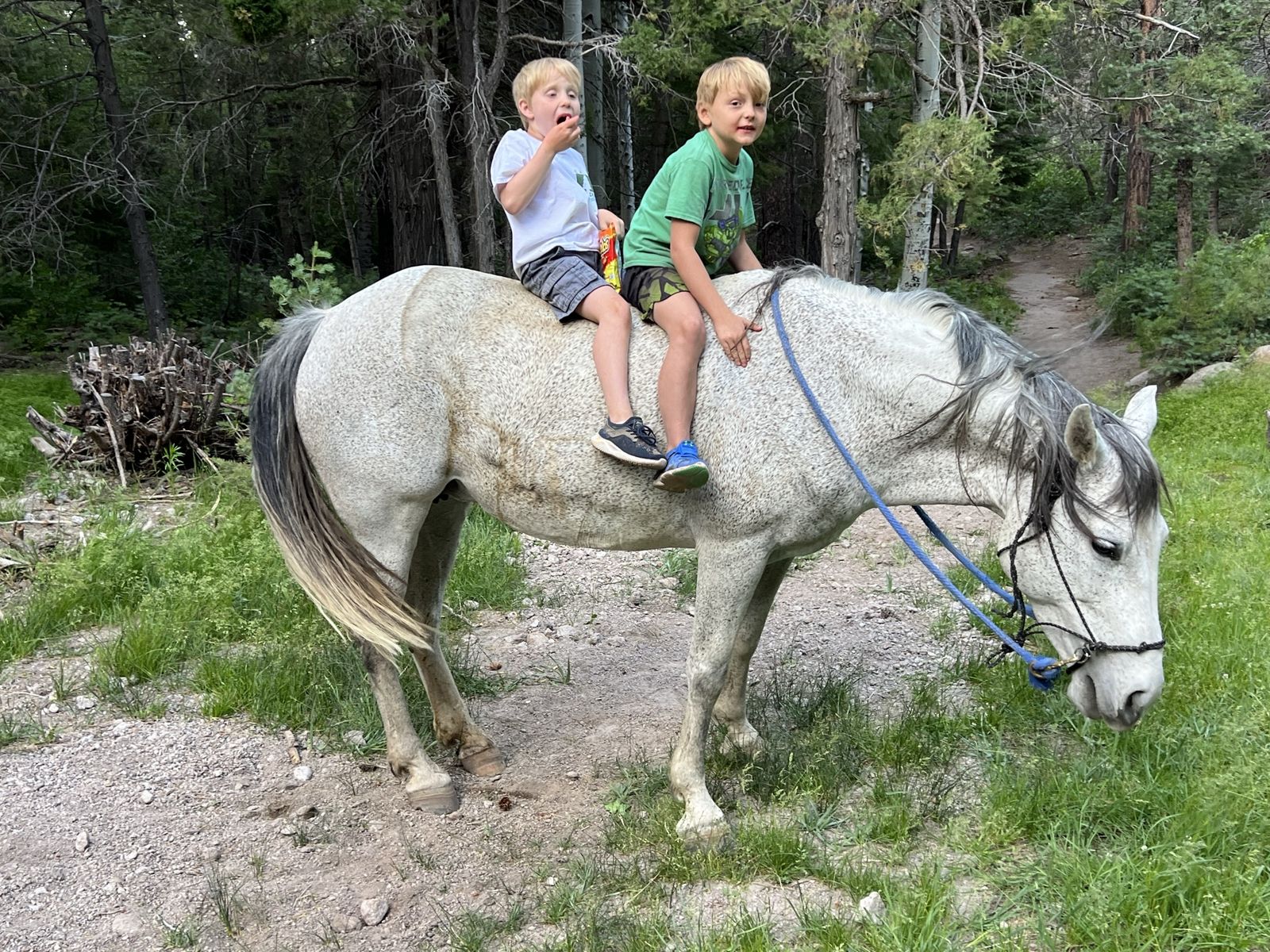 Experienced Trail Horse - Gentle, Great with Kids and Pack Gear