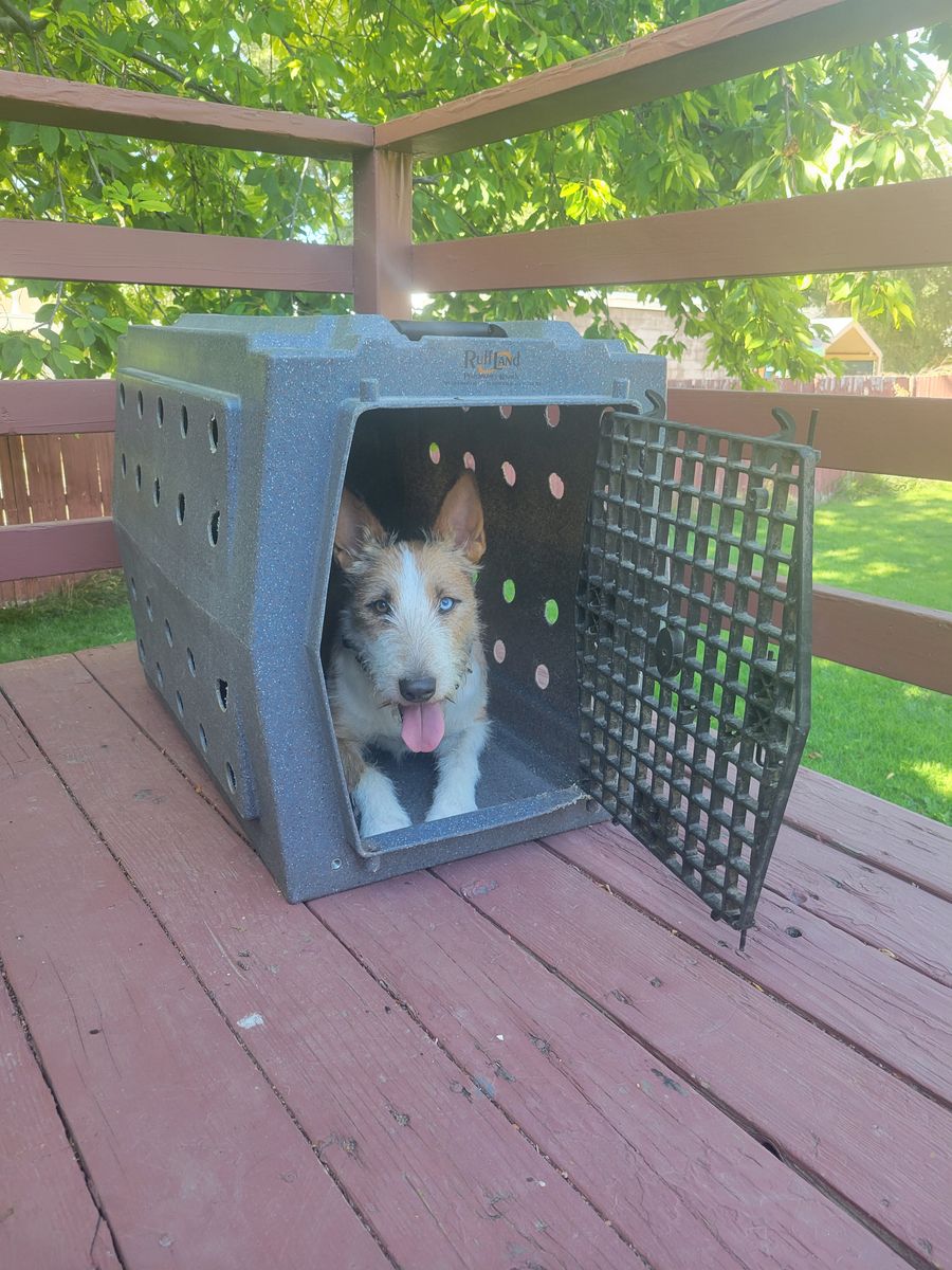 Intermediate ruffland kennel