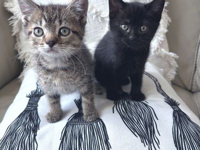 Russian Blue Mix Kittens