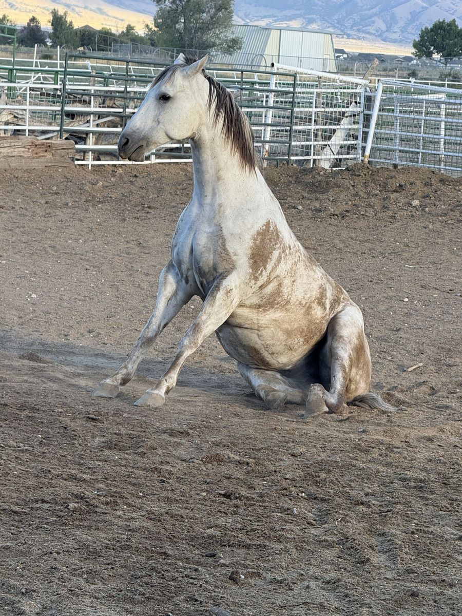 Horse Pasture, Stalls & Arena