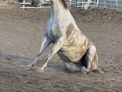 Horse Pasture, Stalls & Arena