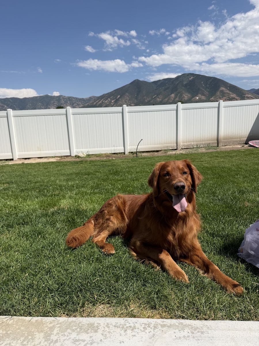 Golden retriever stud