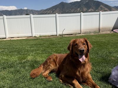 Golden retriever stud