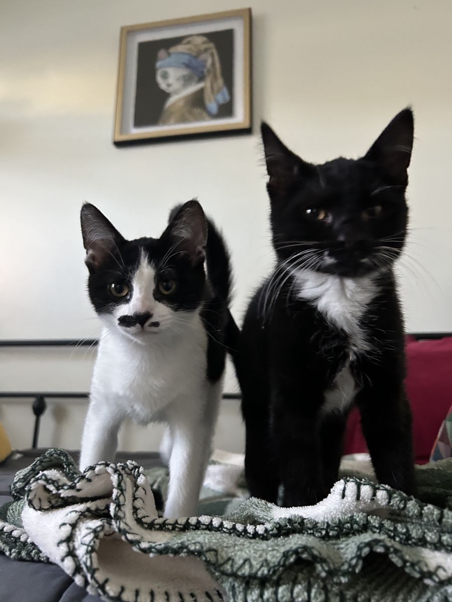 MUSTACHE BROS!! Two cute Black and White Tuxedo Kittens ready for their new home! 