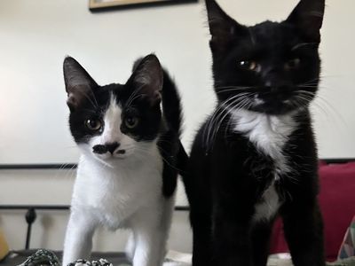 MUSTACHE BROS!! Two cute Black and White Tuxedo Kittens ready for their new home!