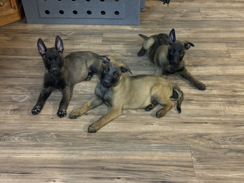 AKC Belgian Malinois