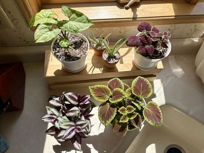 Potted Houseplants- Tradescantia Zebrina, Coleus, Arrowhead Syngonium, Aloe Vera