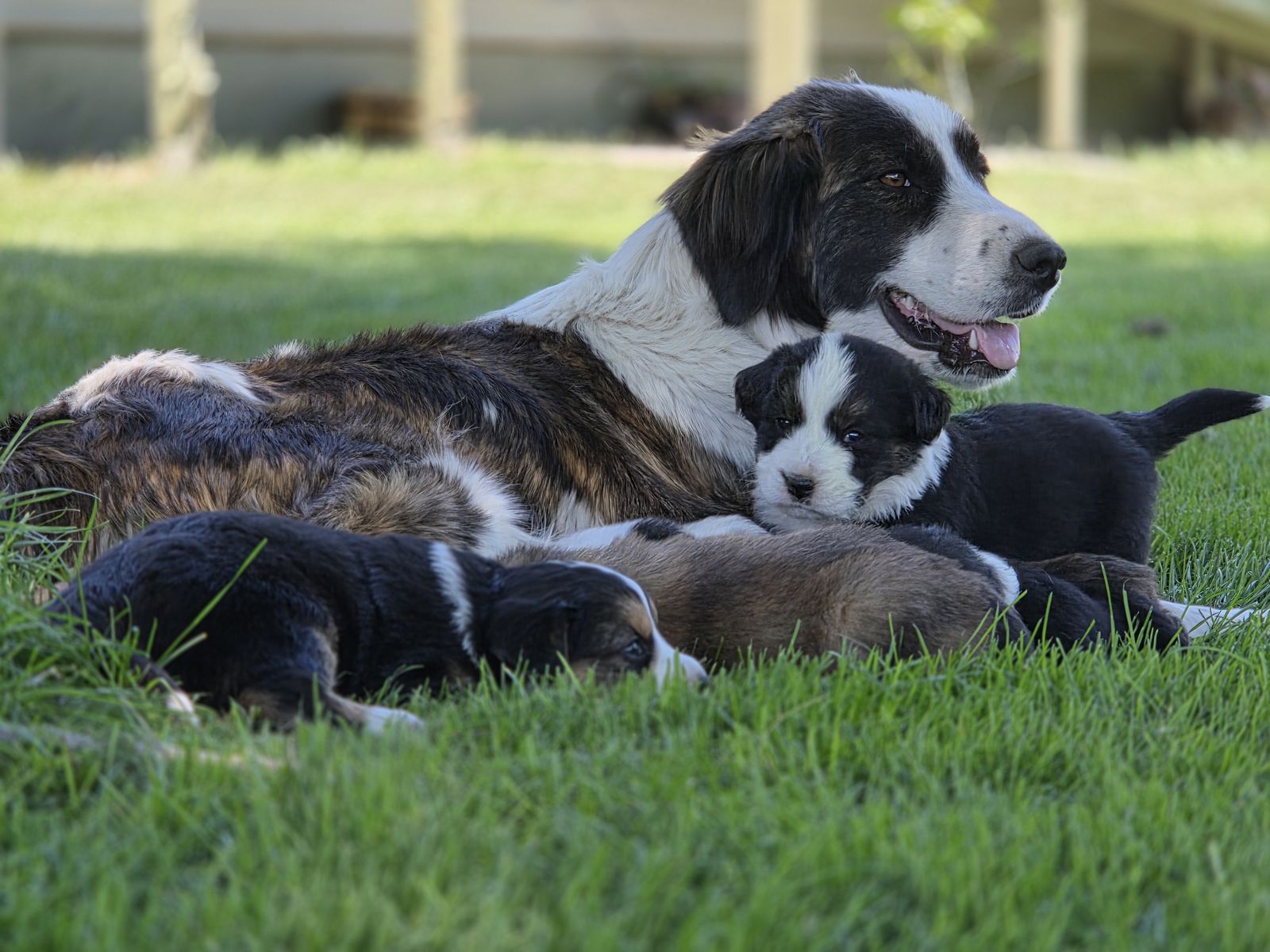 Bernese/Collie puppies