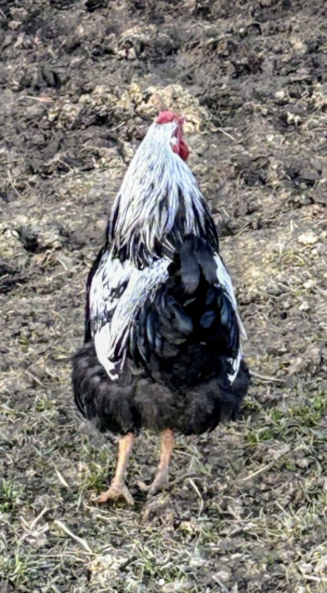Free Silver laced Wyandotte rooster