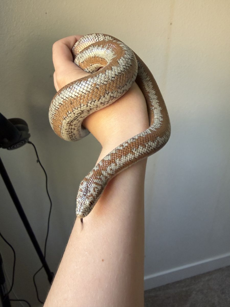 Rosy Boa for sale!