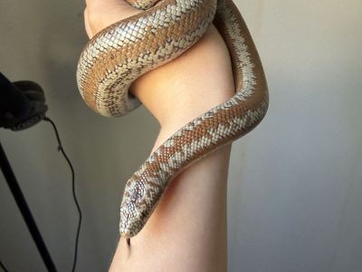 Rosy Boa for sale!