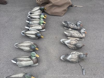 Dozen Hunting Decoys