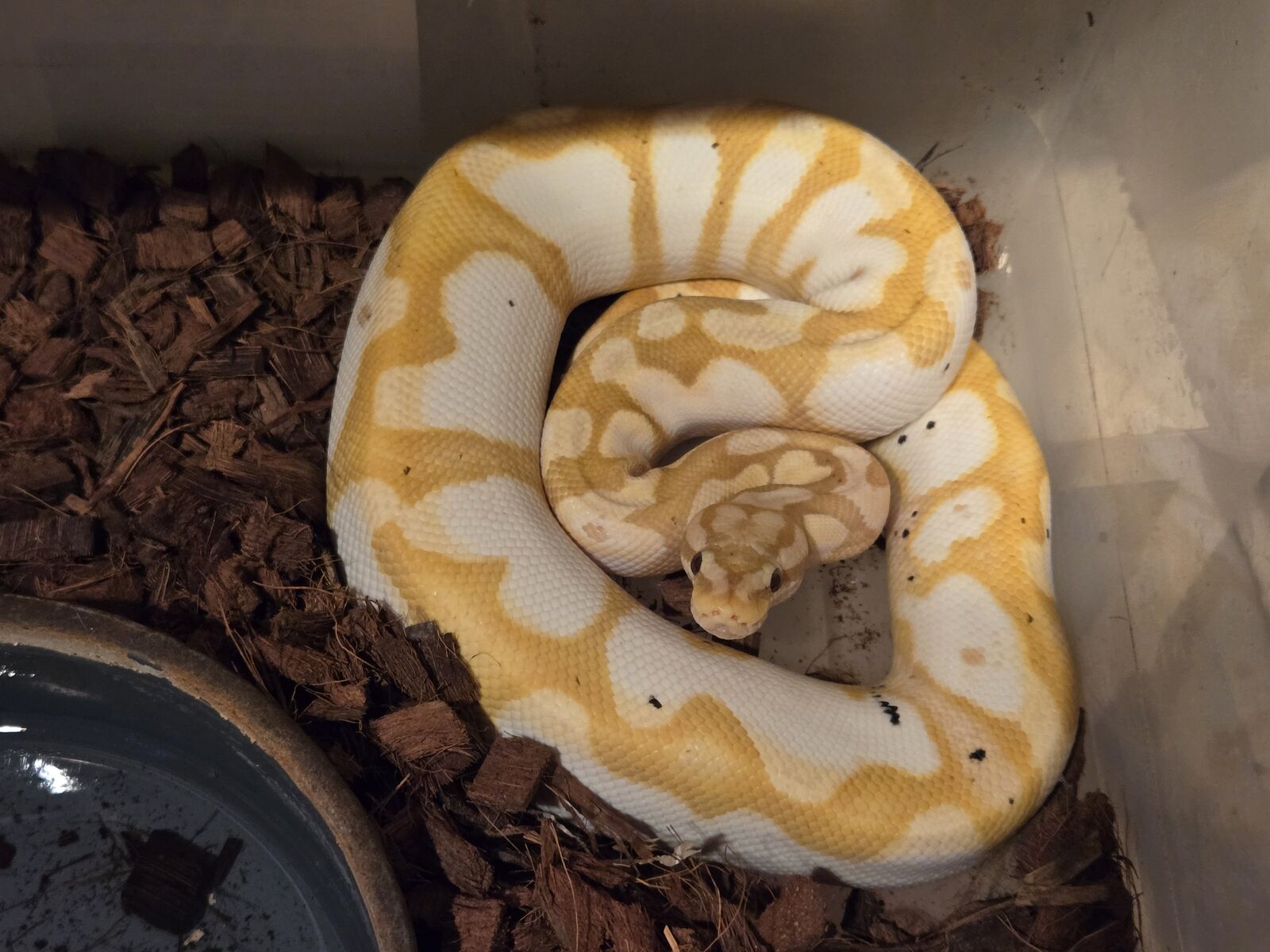 Banana Enchi Calico +.