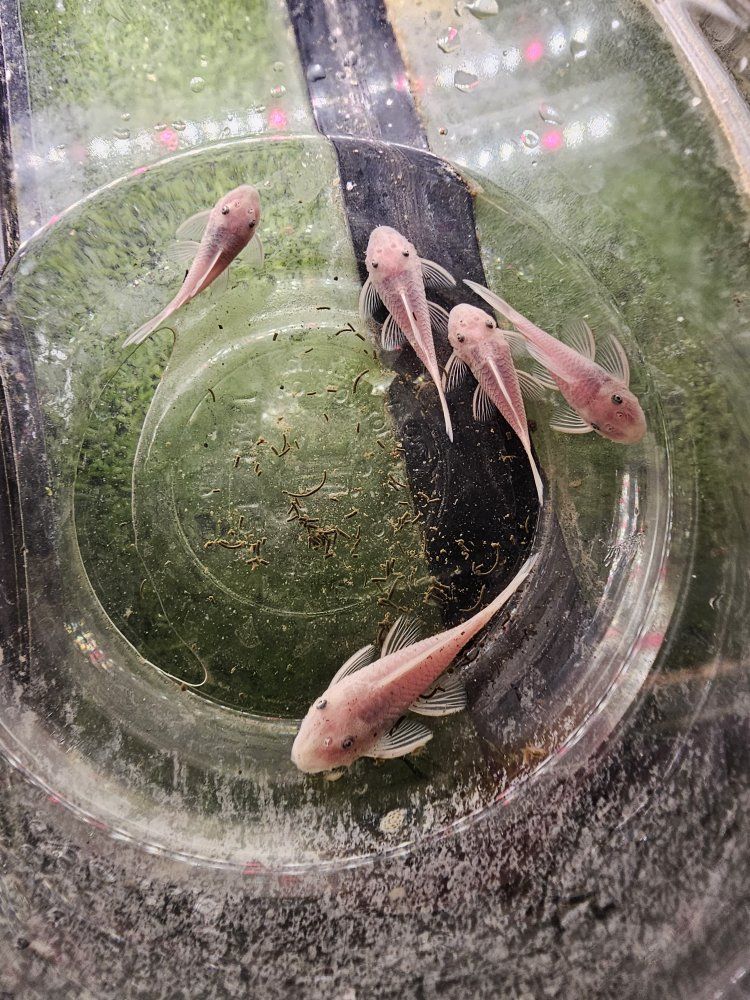 snow white bristlenose