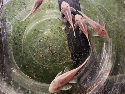 snow white bristlenose