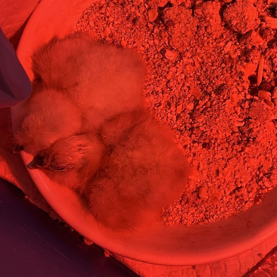 White Silkie Chicks