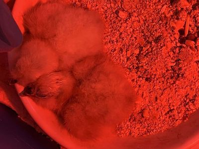 White Silkie Chicks
