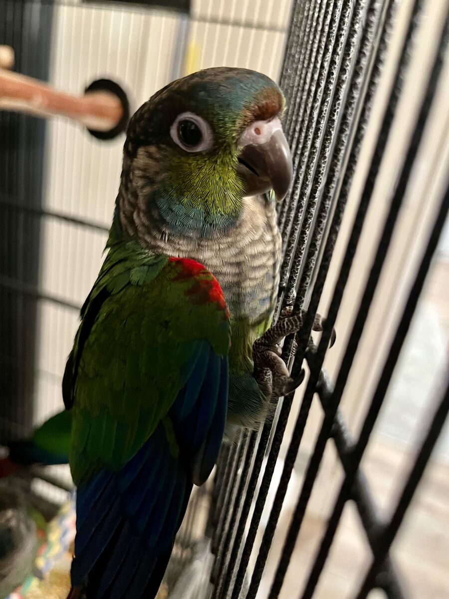 Handfed Crimson Bellied Conure Babies