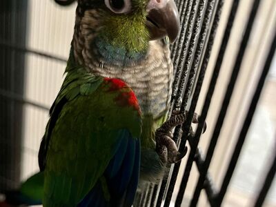 Handfed Crimson Bellied Conure Babies