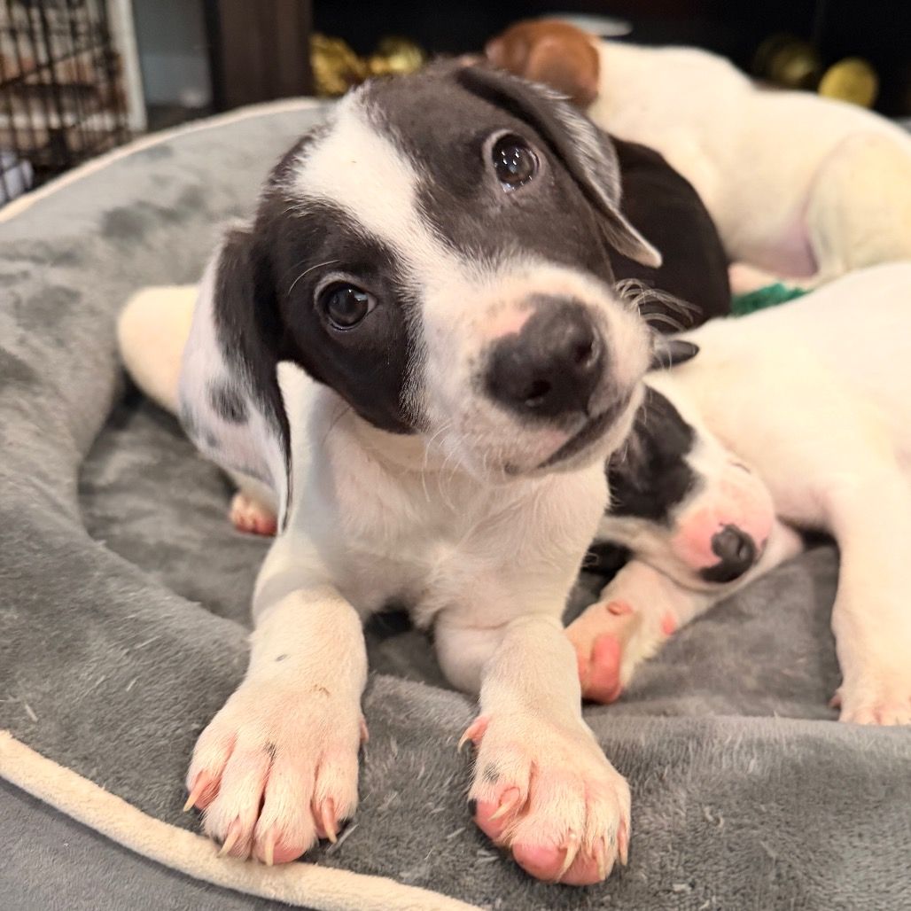 Hello my name is Louie