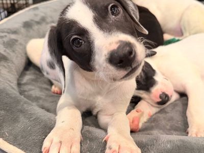 Hello my name is Louie