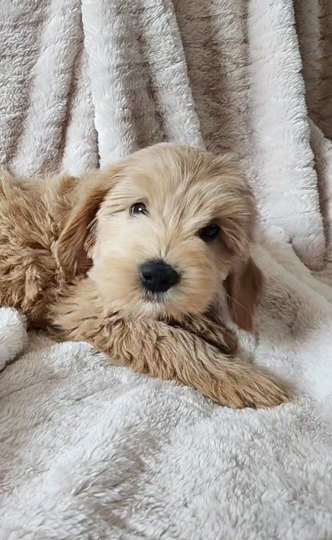 f1b micro mini Goldendoodle puppies, golden doodle