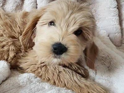 f1b micro mini Goldendoodle puppies, golden doodle