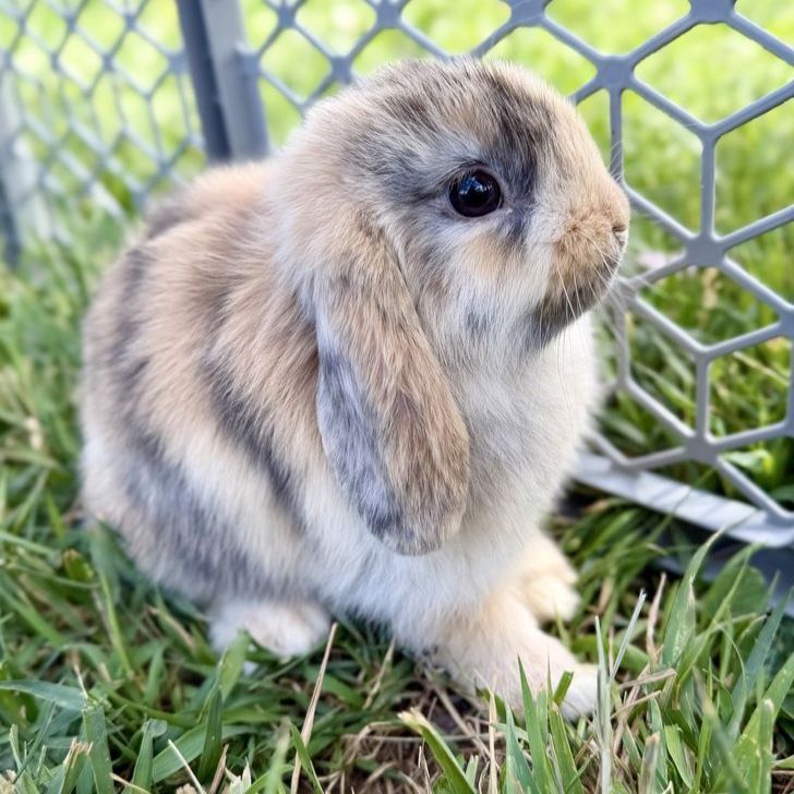 Purebred Holland Lop