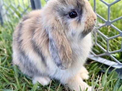 Purebred Holland Lop