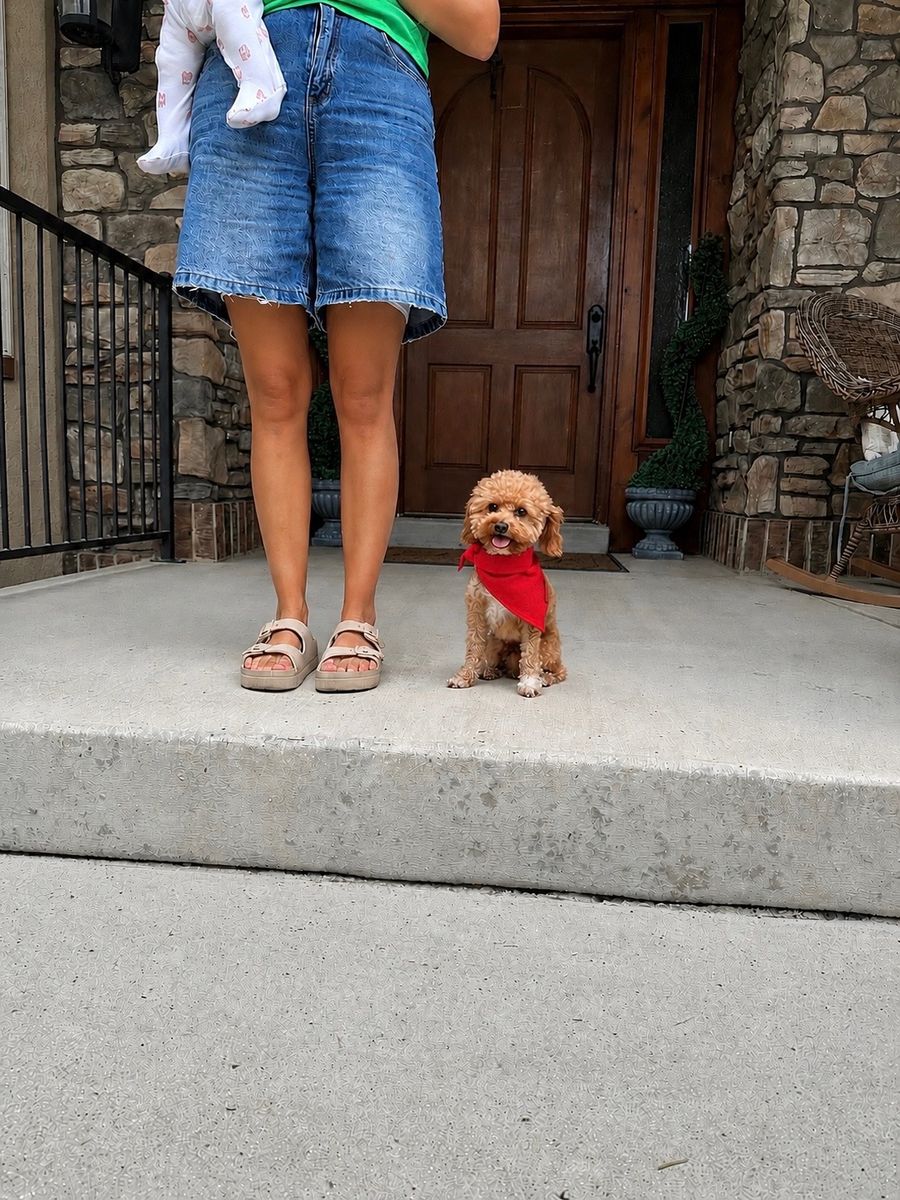 Darling 5lb Toy Poodle Stud from Out of State! New bloodlines