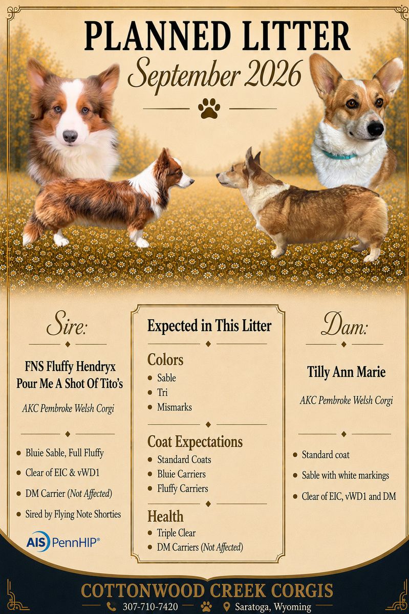 AKC Pembroke Welsh Corgi Puppies