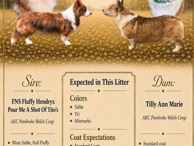AKC Pembroke Welsh Corgi Puppies