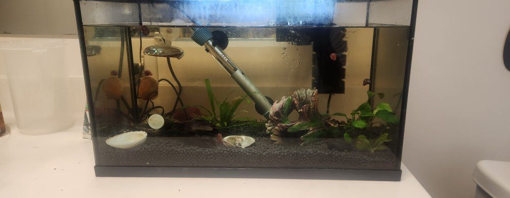 10 gallon aquarium
