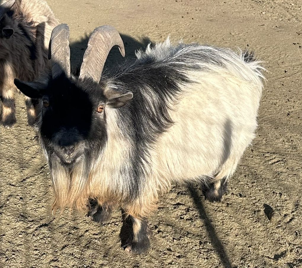 African Billie Goat