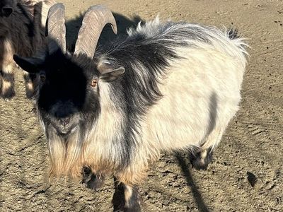 African Billie Goat