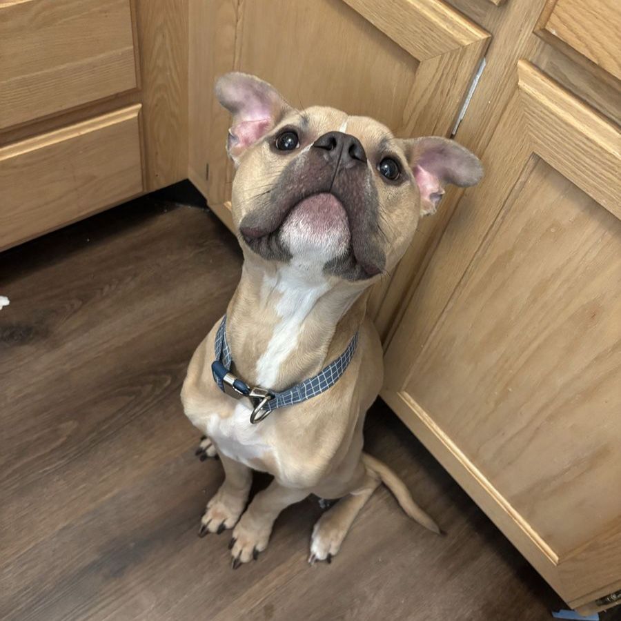 American Bully Frenchie Mix