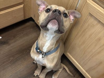 American Bully Frenchie Mix