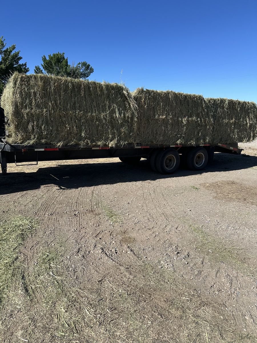 Grass Hay