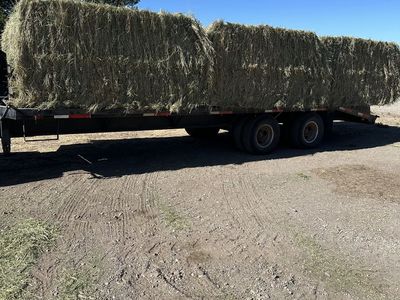 Grass Hay