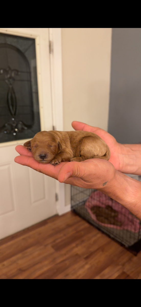 Mini Golden Doodles
