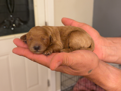 Mini Golden Doodles