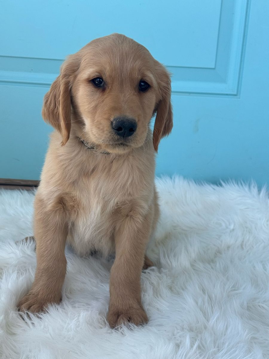 AKC Golden Retriever Puppies