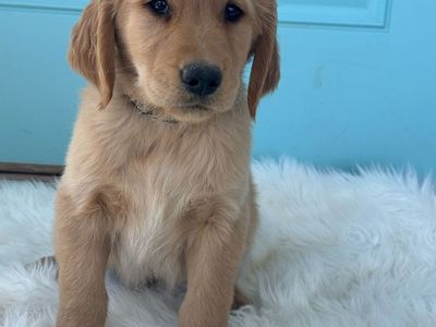 AKC Golden Retriever Puppies