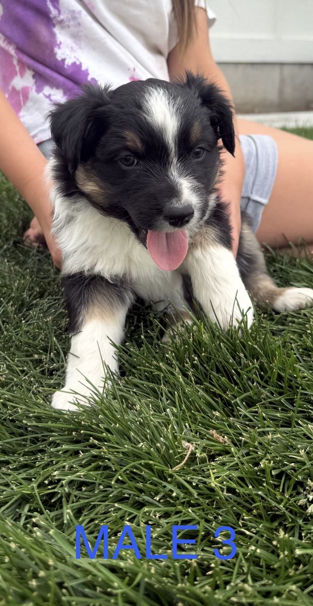 Purebred Australian Shepard Puppies