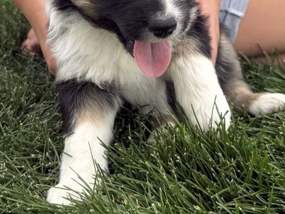Purebred Australian Shepard Puppies