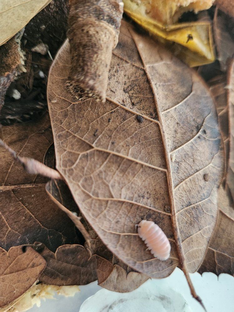 Main image 3
