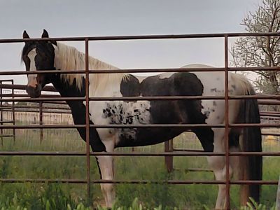 BREEDING FEE ONLY! GUARANTEED paint foal LIVE COVER